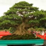 Bangun ekonomi kreatif lewat Bonsai, (5/10/2024).