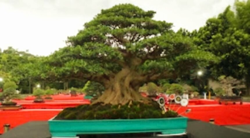 Bangun ekonomi kreatif lewat Bonsai, (5/10/2024).