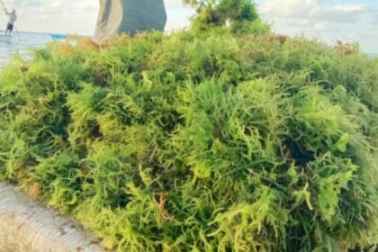 Rumput laut: Potensi emas di lautan. (nusantarabaru.co.id)