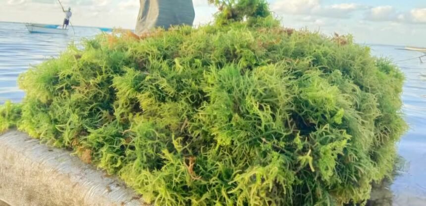 Rumput laut: Potensi emas di lautan. (nusantarabaru.co.id)